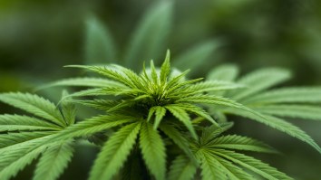 Billionaire Coca-Cola Heir Busted With $1.3 Million Of Marijuana In His Private Jet Along With Hollywood Actor