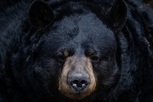 Black Bear absolute unit