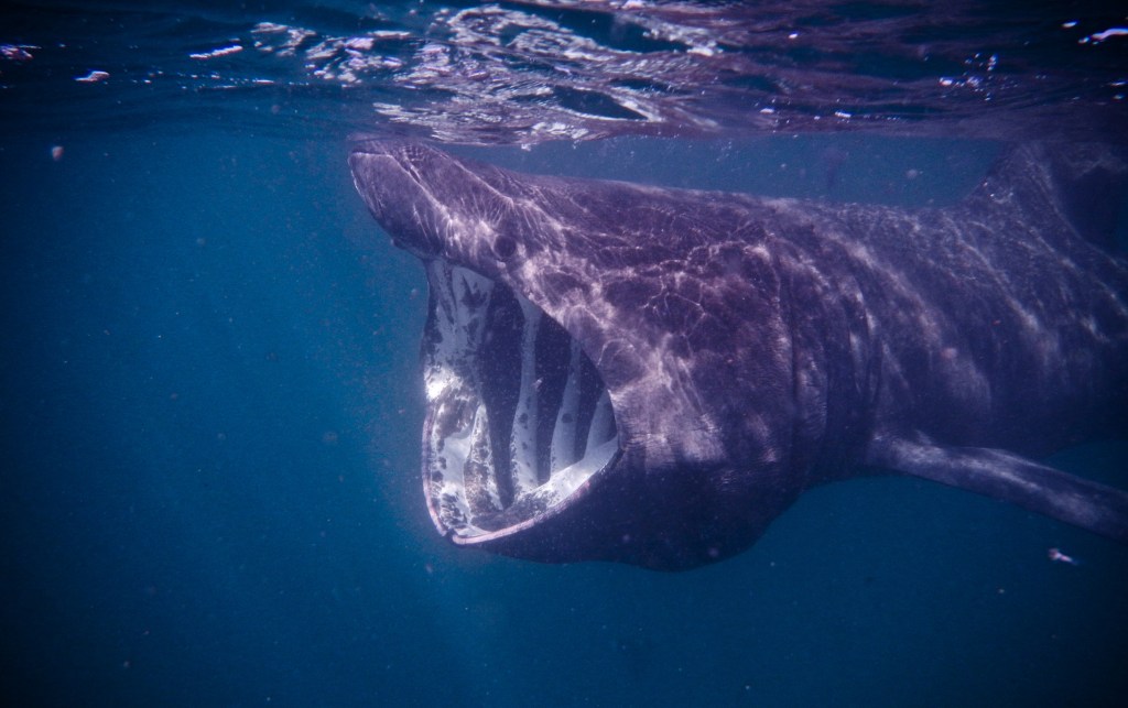 basking shark