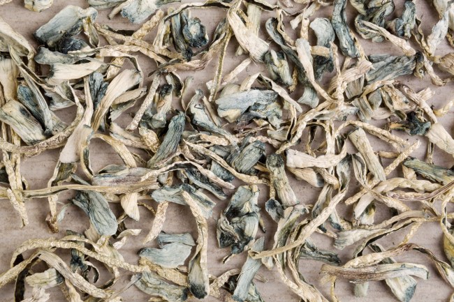 oakland decriminalizing psychedelic mushrooms