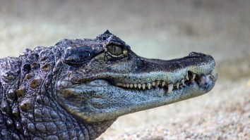 Think Your Commute Is Tough? At Least You Don’t Have Semi-Trucks Colliding With 463-Pound Alligators On The Highway
