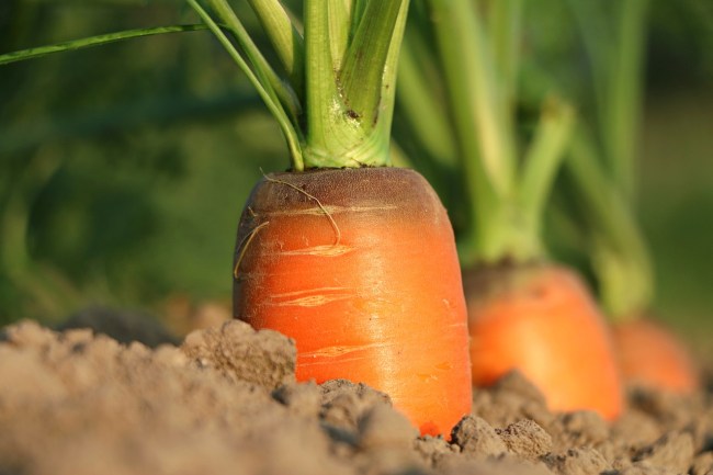 arby's meat carrot