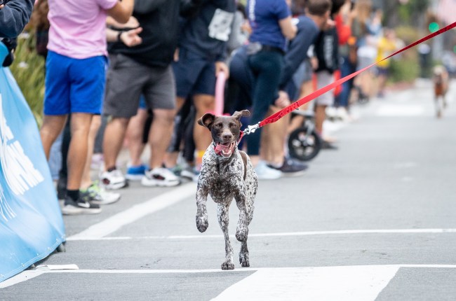 Dog Mile World Record Running Championship