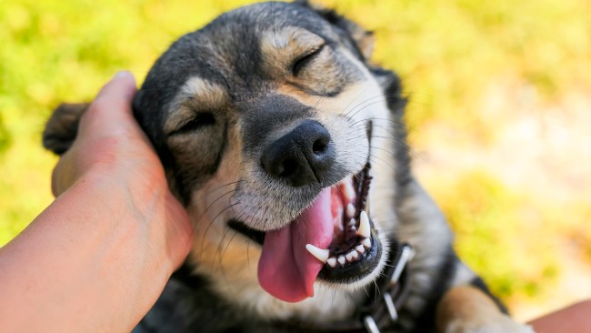 dog