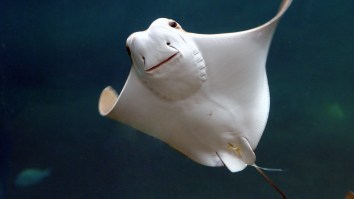A Jet Ski Driver Got Knocked Out Cold By A Flying Stingray And Almost Died But Was Saved By A Beer Koozie