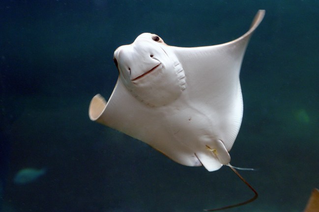 smiling stingray