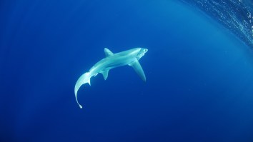 This 12.5-Foot Giant Bigeye Thresher Shark Caught In The Florida Keys Looks Like A Straight Up Alien