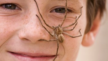 Couple Finds A Huntsman Spider The Size Of A Frisbee Eating An Entire Possum And We Need To Burn It With Fire