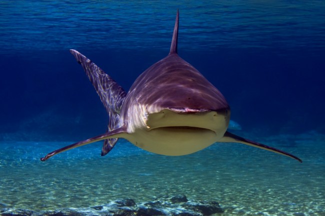 gray whaler shark