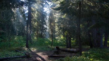 2 Suitcases Full Of Meth Worth $1 Million Were Found In Forest