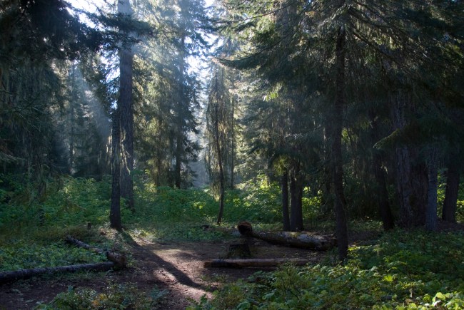 The drugs, weighing in at 186 pounds, were found when Okanogan County Sheriff's Office K-9 Unit assisted Homeland Security with a smuggling investigation in the forest near the town of Mazama.