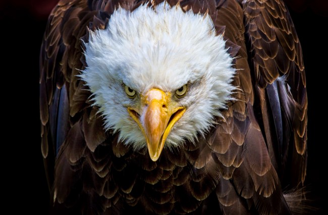 American Bald Eagle
