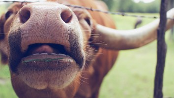 Texas Longhorn Set A Guinness World Record For The Longest Horns Ever And It’s A Total Freak Of Nature