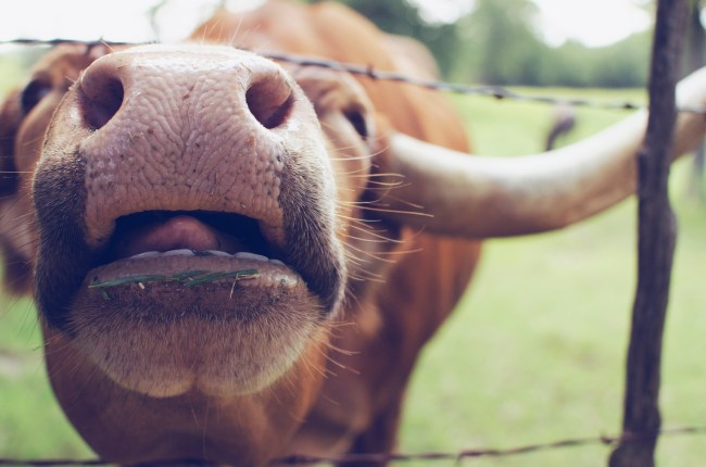 texas longhorn