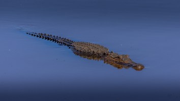 Photo Shows Alligator With A Knife Stuck In Its Head, Community Angry That The Animal Was Stabbed