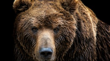 Man Reportedly Survived For A Month On His Own Urine After He Was Attacked By Bear And Dragged To Beast’s Lair