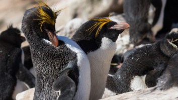 These 10 Animals Who Mate For Life Will Make You Feel Even Worse About Your Fear Of Commitment