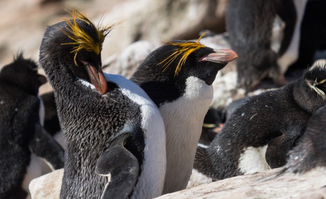 Macaroni penguin pair with rockhoppers