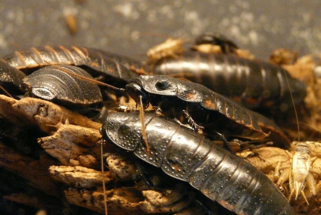 cockroaches becoming resistant to insecticides
