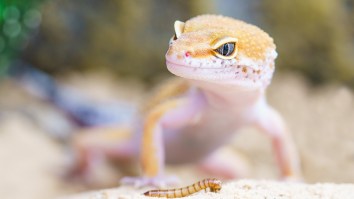Man Died After ‘Rotting From The Inside Out’ And Had His Testicles Balloon From Eating A Gecko On A Party Dare