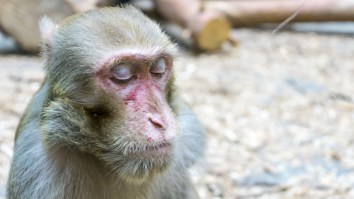 ‘Uncle Fatty,’ The Fattest Monkey You’ll Ever Lay Your Eyes On, Feared Dead After Escaping From ‘Fat Camp’ In Thailand