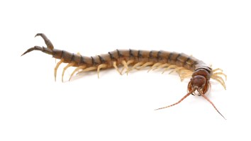 Vlogger Who Ate Live Geckos And Poisonous Insects On Video, Died During Live-Stream After Eating Venomous Centipedes