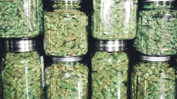Paying A Premium For Super-Potent Weed Might Be A Waste Of Money Based On A Study That Claims It Won’t Make You Noticeably Higher