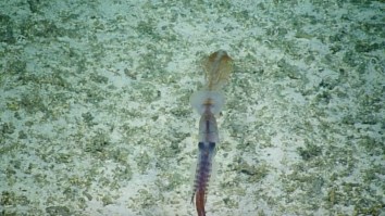 A Rare Deep-Sea Squid Was Filmed Alive For The First Time Ever And It Looks Like Something From Area 51