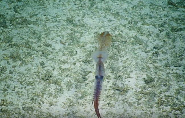 Sinuous Asperoteuthis Mangoldae Squid