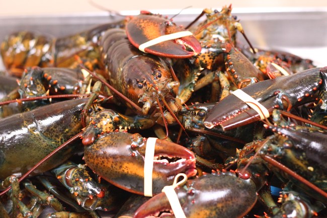 why are lobsters expensive
