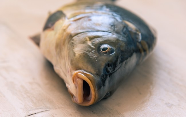 antonio brown personal chef fish head