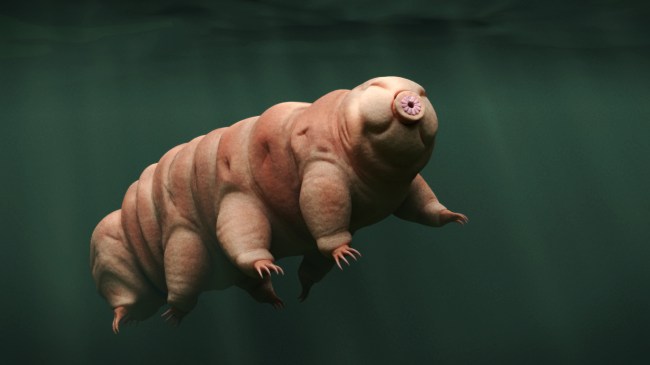 Tardigrades, also known as water bears, are microscopic animals that can survive in nearly any environment and survive without food or water for years, have spilled on the moon because of a crashed Israeli lunar lander.