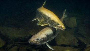 A Mutant Lake Trout With Two Mouths Was Caught In Upstate NY And Nobody’s Sure What Caused This Creepy Deformity