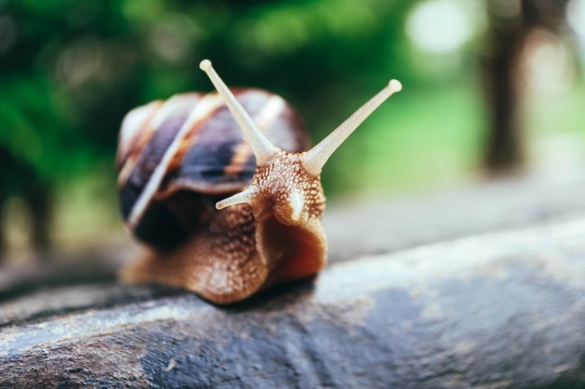 Biologist Mike Inouye shared a video of a zombie snail that was taken over by a parasitic worm called a Leucochloridium.