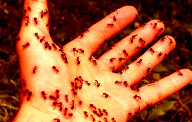 New Study Reveals How Zombie Ants Are Created By Fungus