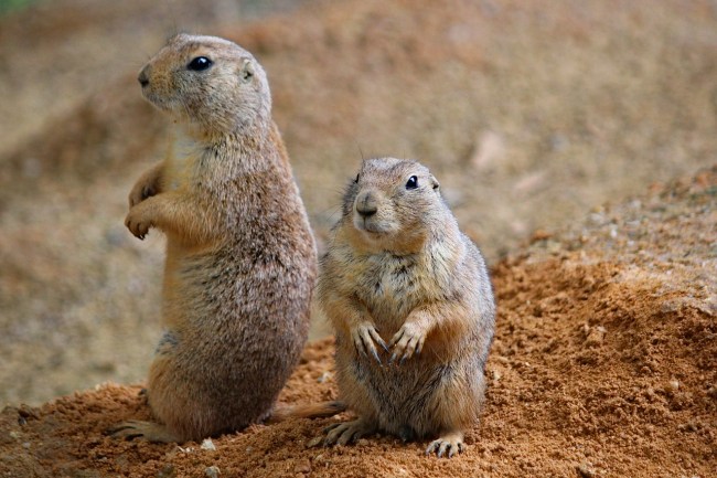phish concert camping prairie dogs plague