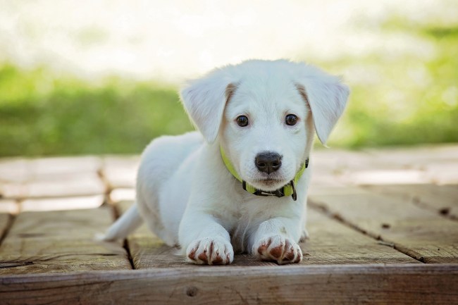 CBD benefits for pets