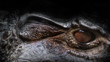 A Woman Stepped On An Alligator Thinking It Was A Log And Wouldn’t Ya Know It, She Got Bitten