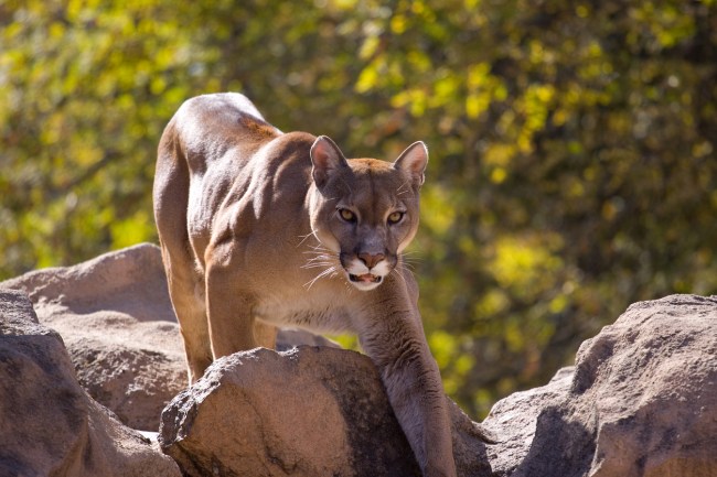 Pike Carlson, 8-year-old boy from Bailey, Colorado, explains how he fought a mountain lion attack using a stick to poke animal in the eye.
