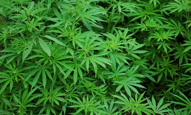 TV Helicopter Tracking Cyclists Exposes Illegal Marijuana Plantation