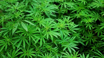 Oh, The Humanity! A Marijuana Producer Is Being Forced To Destroy $58.2 Million Worth Of Pot