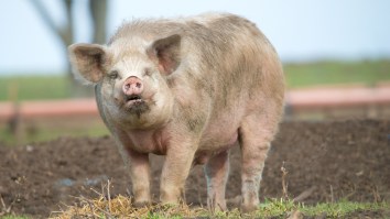 China Is Breeding Gargantuan Pigs The Size Of Polar Bears