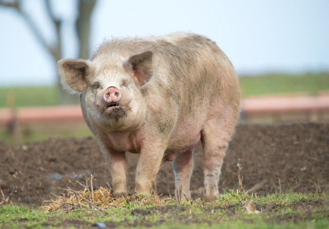 China is breeding big pigs the size of polar bears that weigh as much as 1,102 pounds .