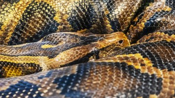 An 18-Foot-9-Inch Burmese Python Just Set A Record For The Largest Ever Caught In Florida