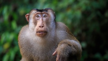 Killer Monkeys Caught Devouring Thousands Of Large Rats, Shocking Scientists