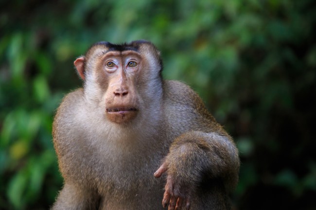 Monkeys eat rats in Malaysia. Scientists shocked that pig-tailed macaques eating rats at palm oil plantations.