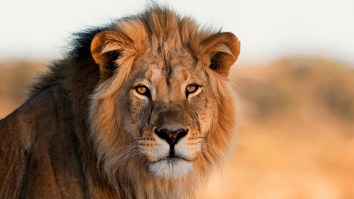 ‘Mentally Unstable’ Man Filmed Entering The Lion Enclosure At A Zoo And Taunting A Fully-Grown Male Lion