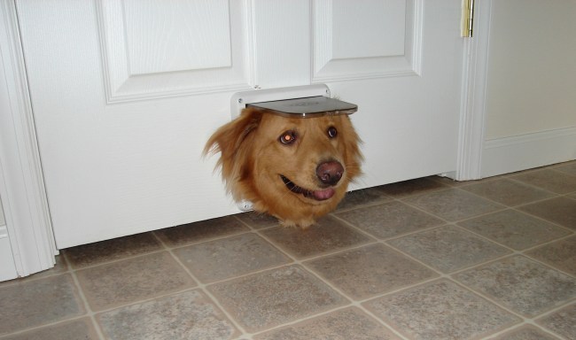 dog stuck in doggy door
