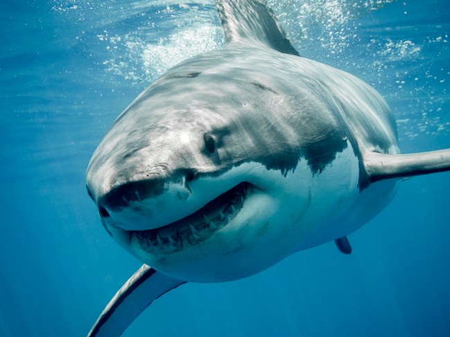 Great white shark smiling in the blue ocean