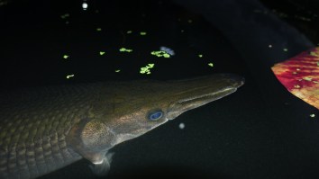 A World Record Alligator Gar Was Caught In A Net In Mississippi And It Measured 327-Pounds And Over 8-Feet-Long